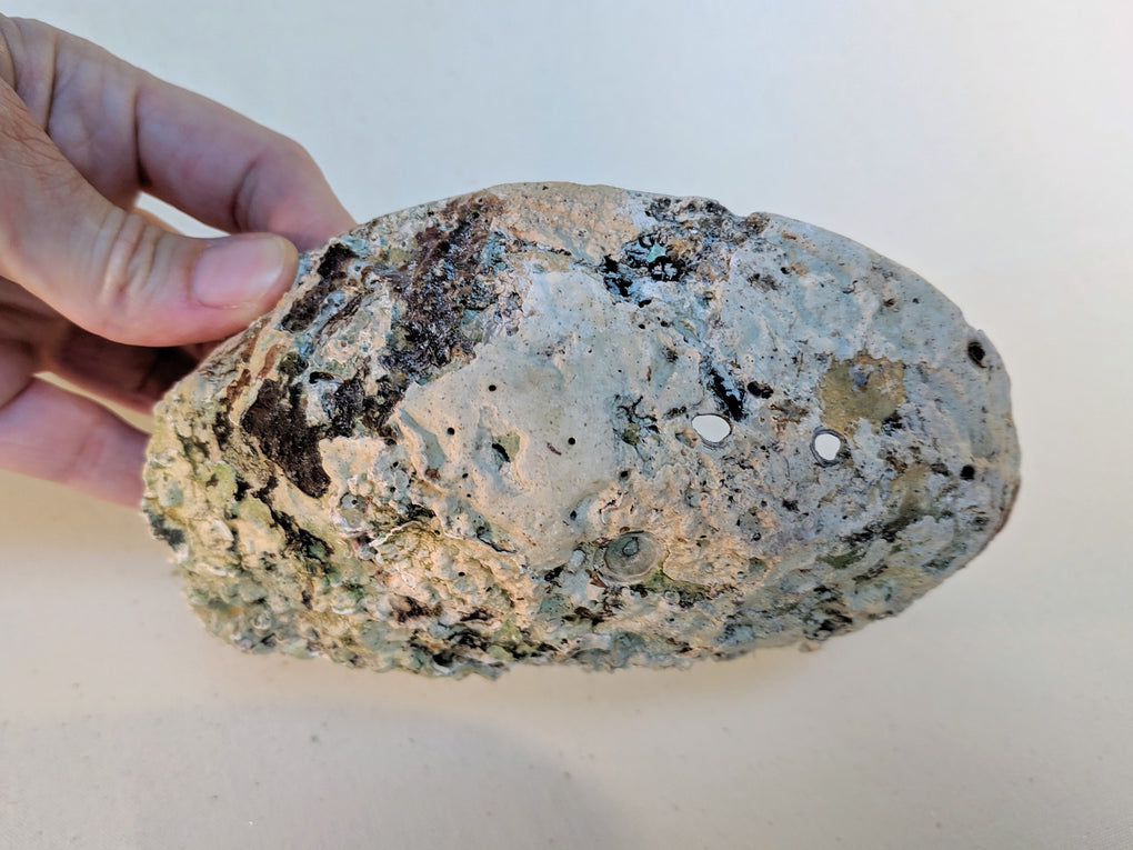 Large Natural Abalone Shell (5-6