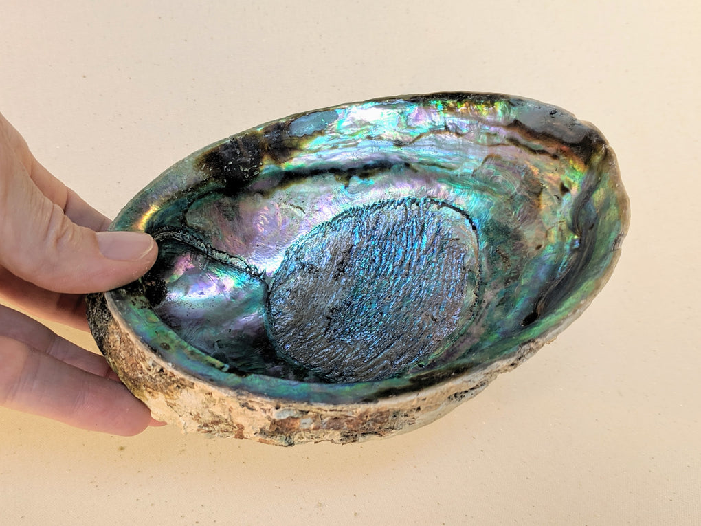 Large Natural Abalone Shell (5-6