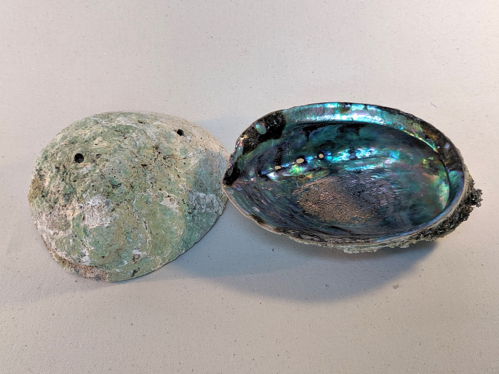 Large Natural Abalone Shell (5-6