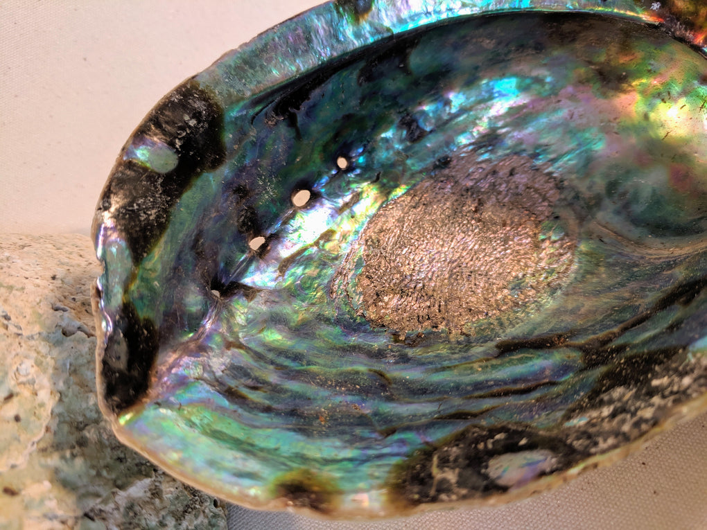 Large Natural Abalone Shell (5-6