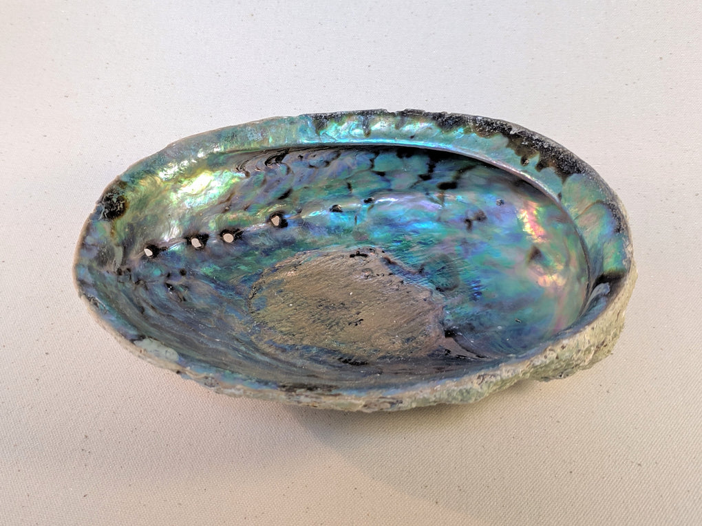 Large Natural Abalone Shell (5-6