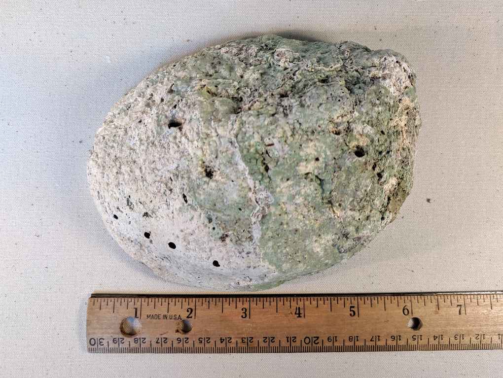 Large Natural Abalone Shell (5-6