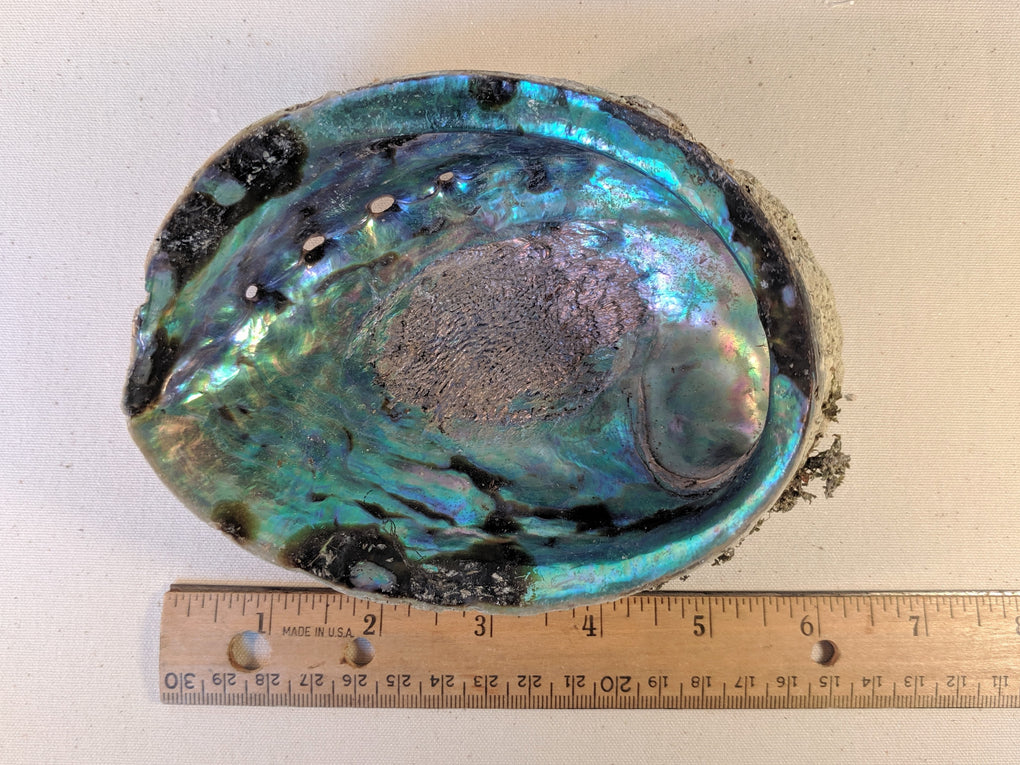 Large Natural Abalone Shell (5-6